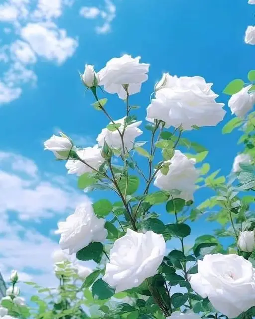 Rose-white-2