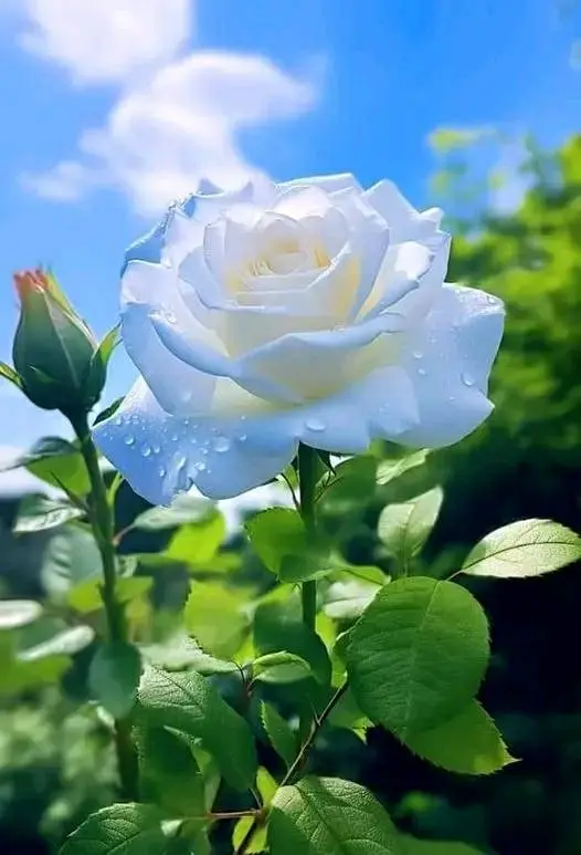 Rose-white-5