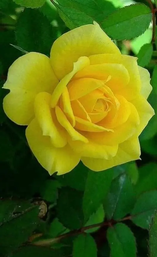 Rose-yellow-1