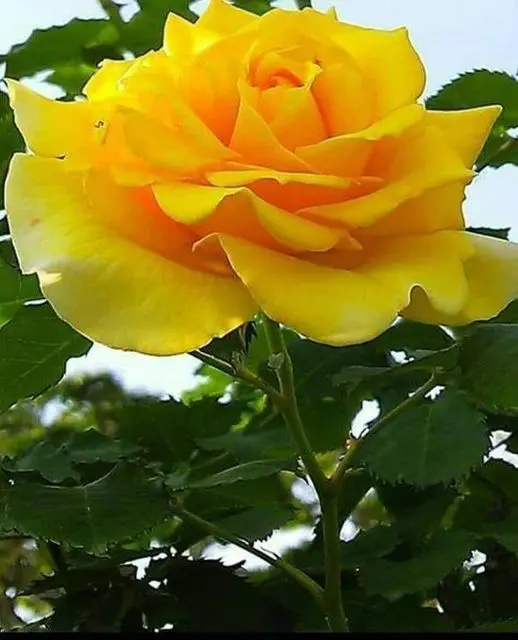 Rose-yellow-2