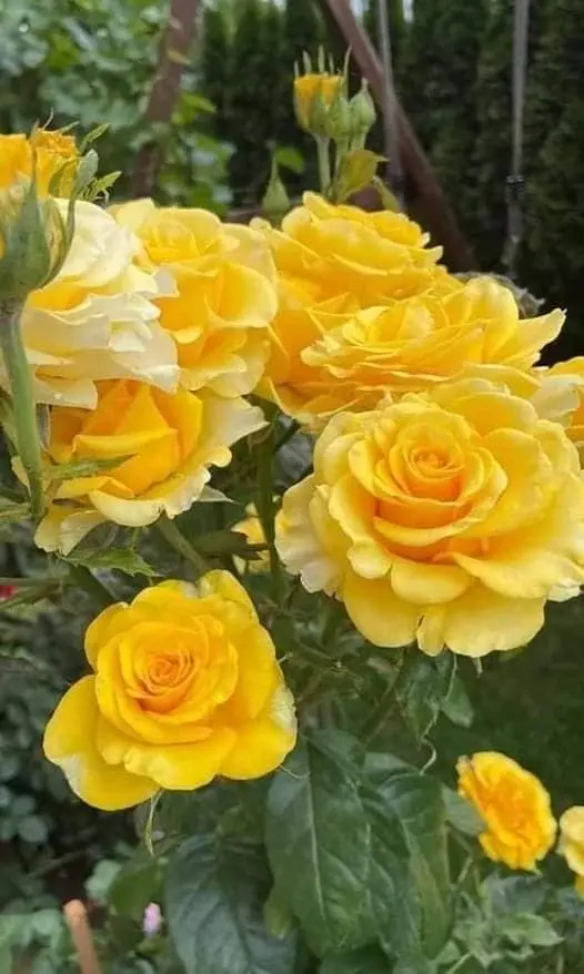 Rose-yellow-4