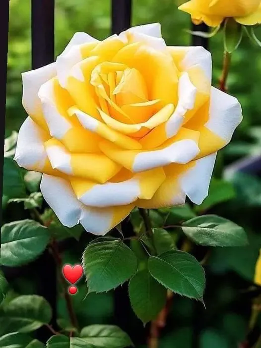 Rose-yellow-white-1