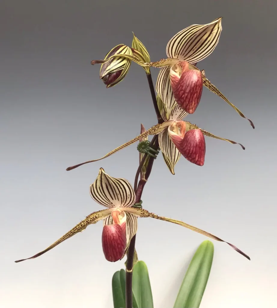Rothschild’s Slipper Orchid 3