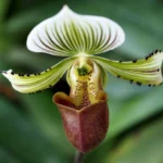 Rothschild’s Slipper Orchid 9