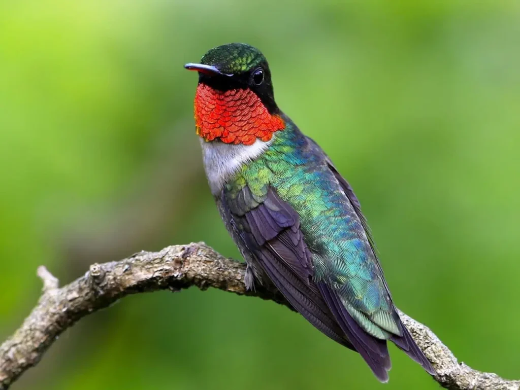 Ruby-throated Hummingbird 12