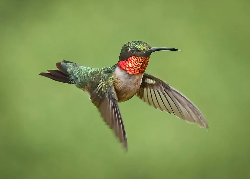 Ruby-throated Hummingbird 13