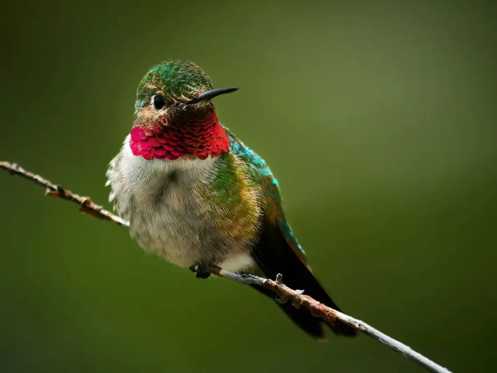 Ruby-throated Hummingbird 14