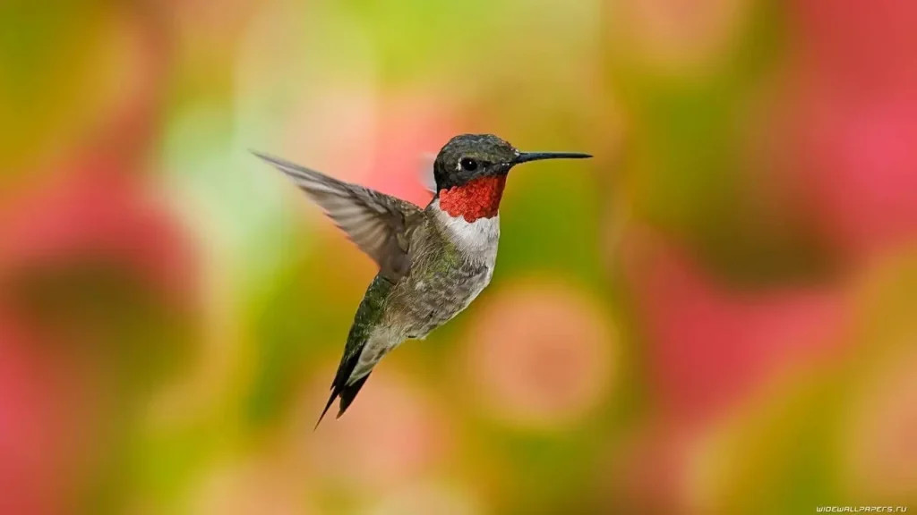 Ruby-throated Hummingbird 16