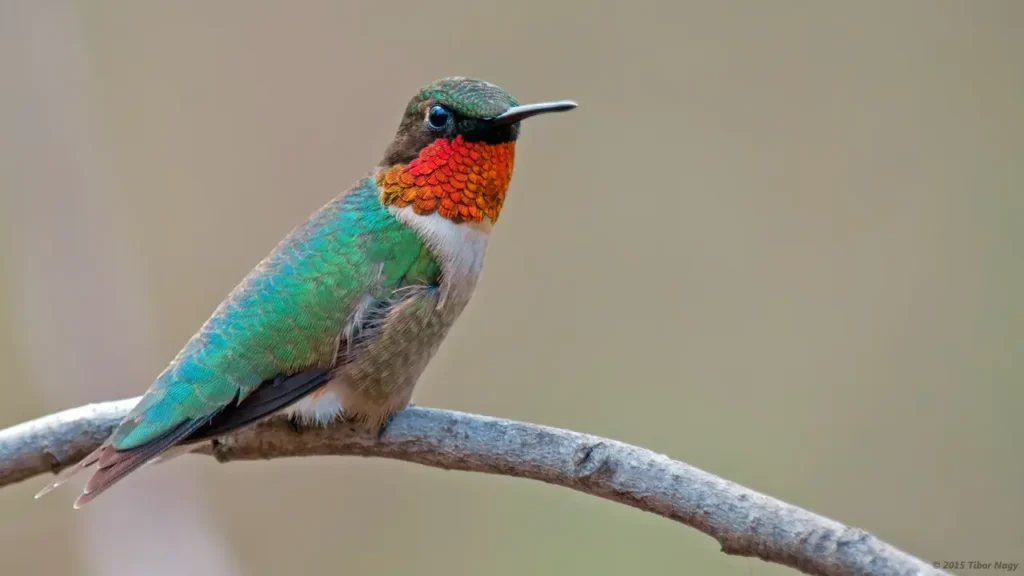 Ruby-throated Hummingbird 5