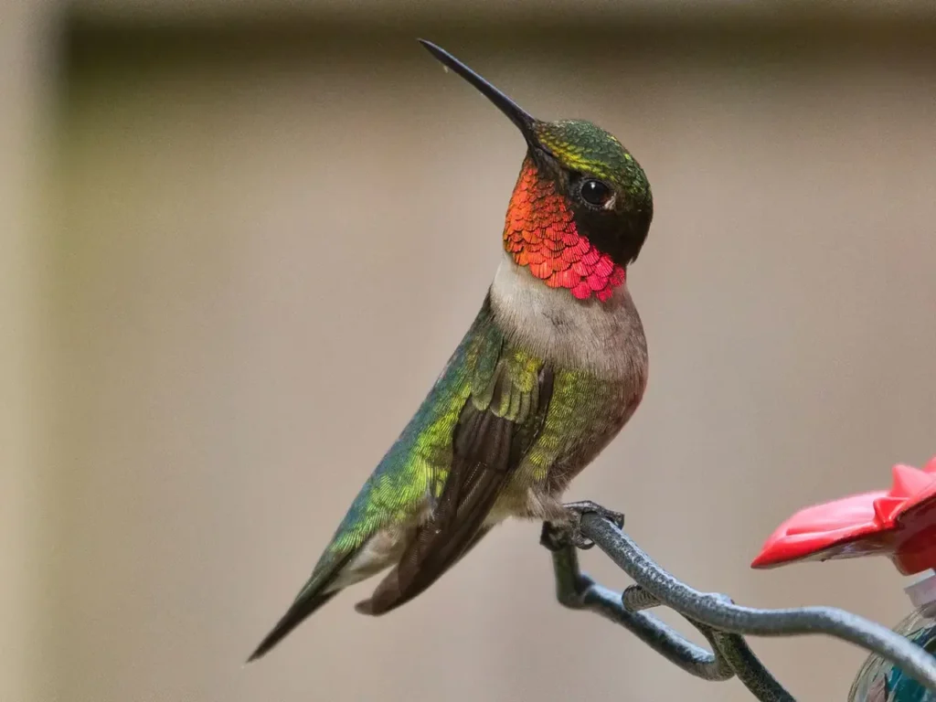 Ruby-throated Hummingbird 7