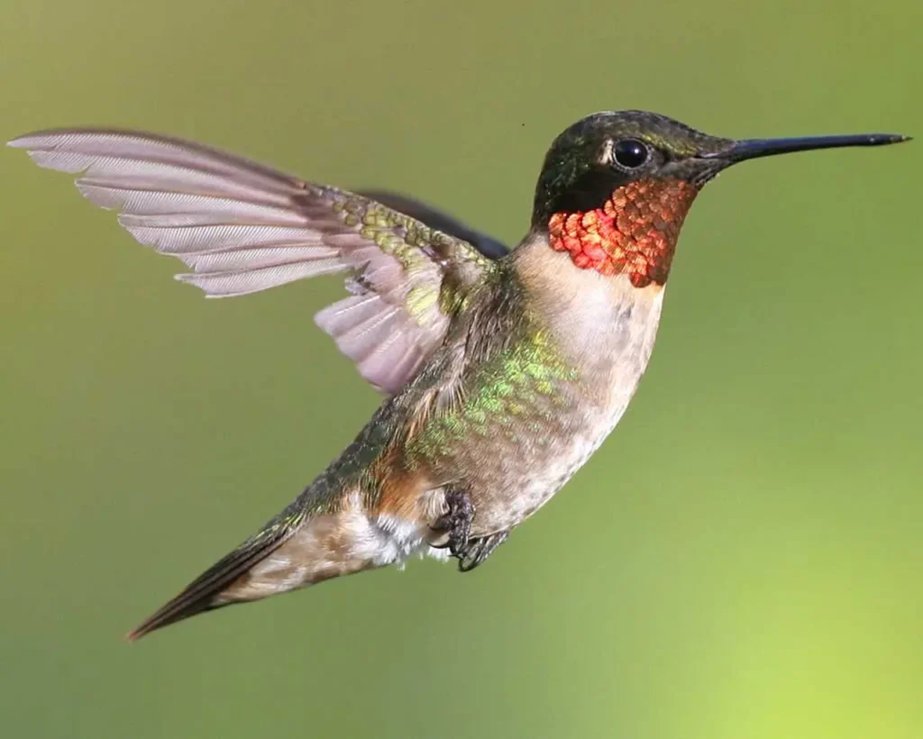 Ruby-throated Hummingbird 9