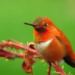 Rufous Hummingbird 13