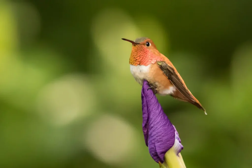 Rufous Hummingbird 15