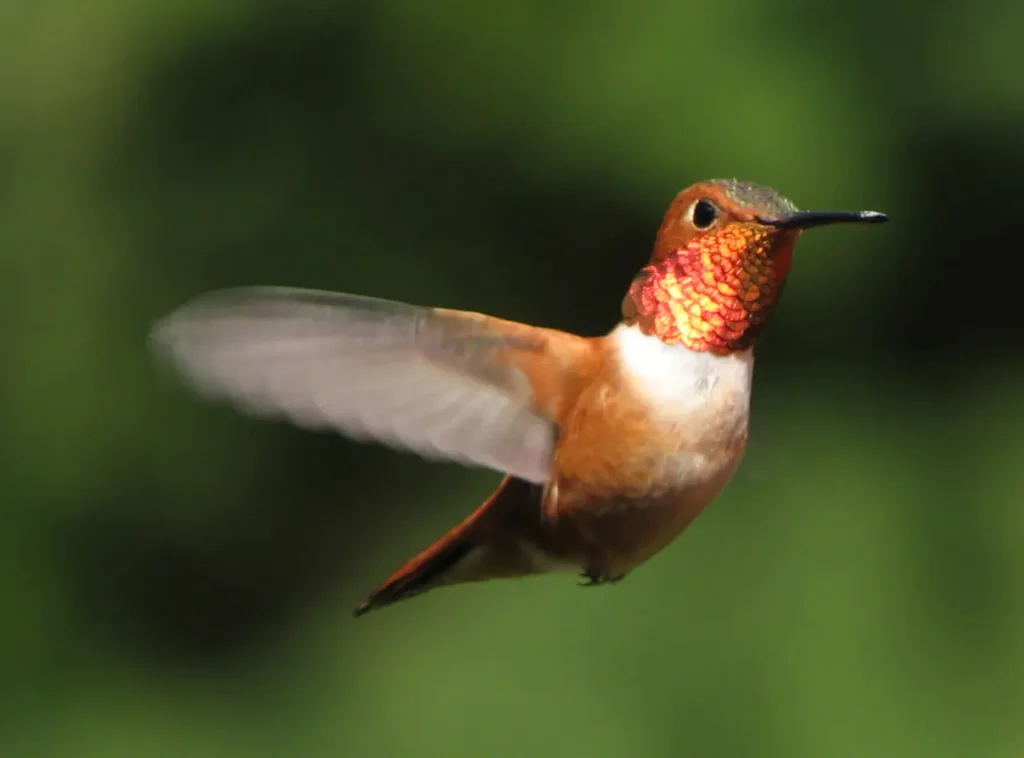 Rufous Hummingbird 18