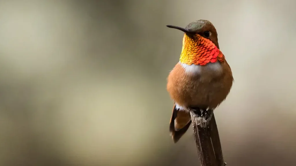 Rufous Hummingbird 5