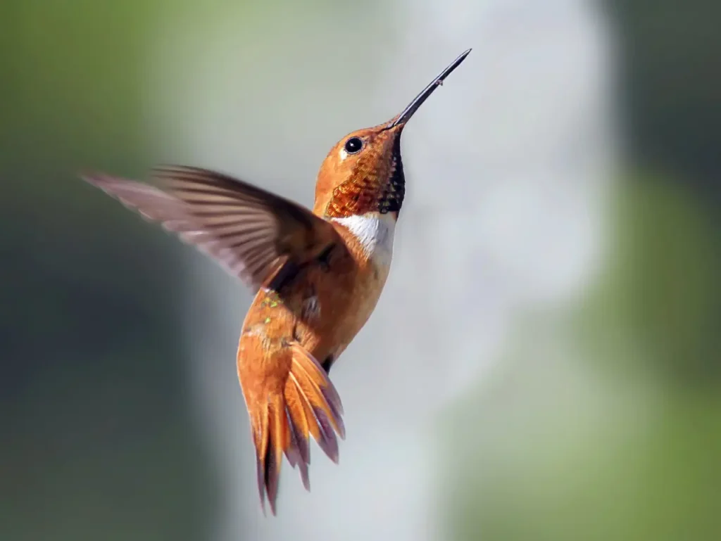 Rufous Hummingbird 6