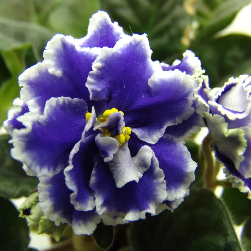 Russian Violet Flower 2