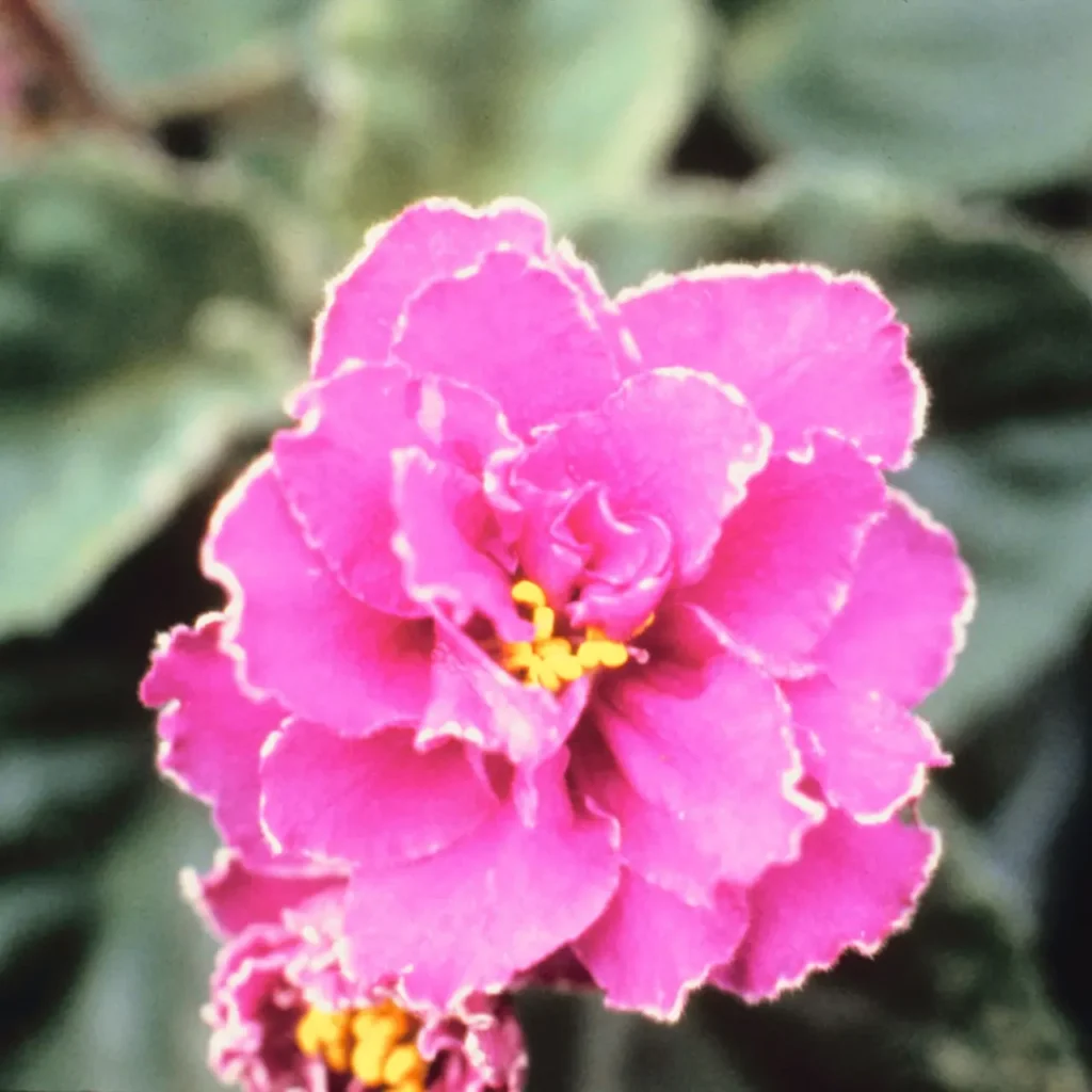 Russian Violet Flower 3