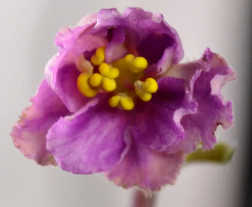 Russian Violet Flower 5