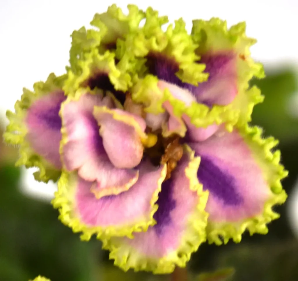 Russian Violet Flower 6