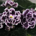 Russian Violet Flower 7