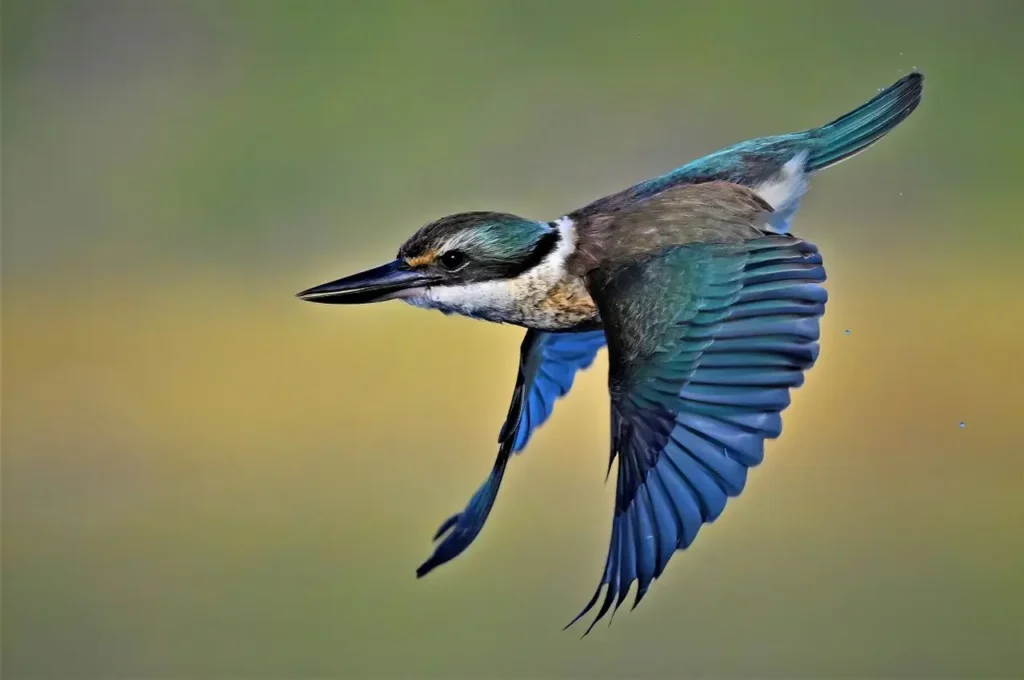 Sacred Kingfisher 15