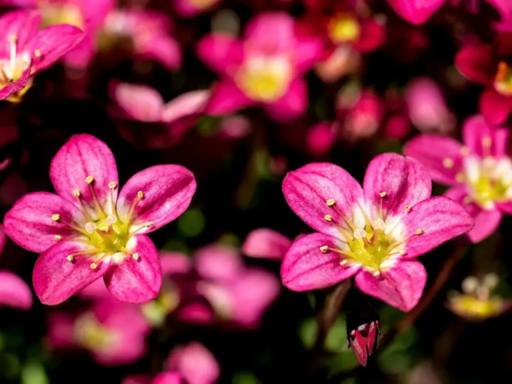 Saxifrage Flower 1