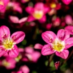 Saxifrage Flower 1