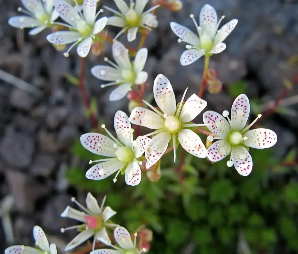 Saxifrage Flower 3