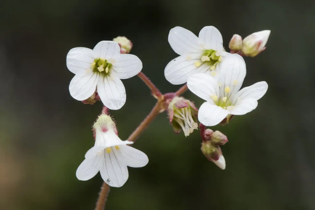 Saxifrage Flower 5