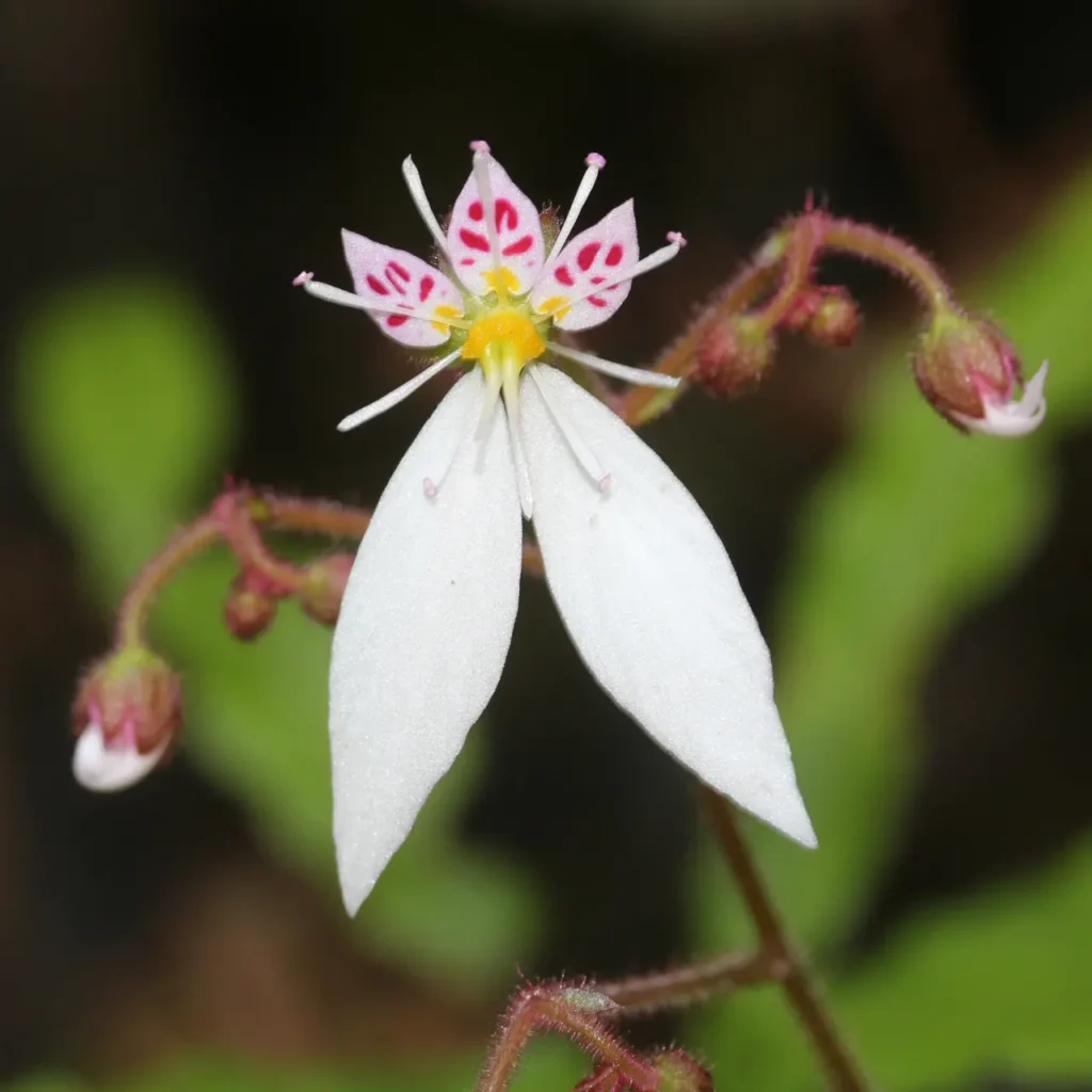 Saxifrage Flower 6