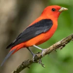 Scarlet Tanager 1