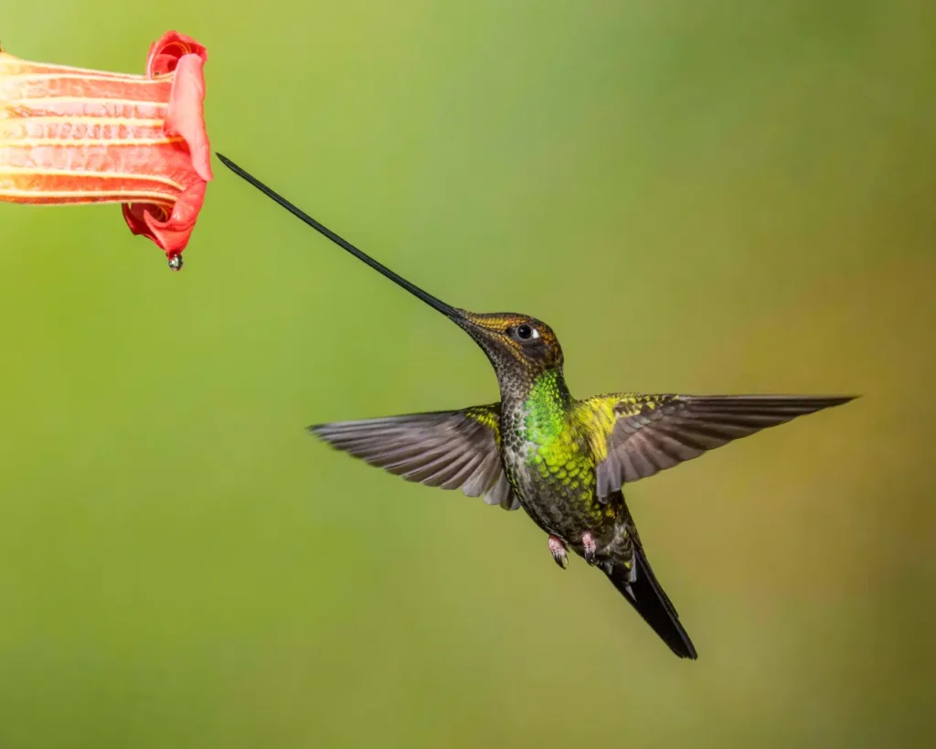 Sword-billed Hummingbird 1
