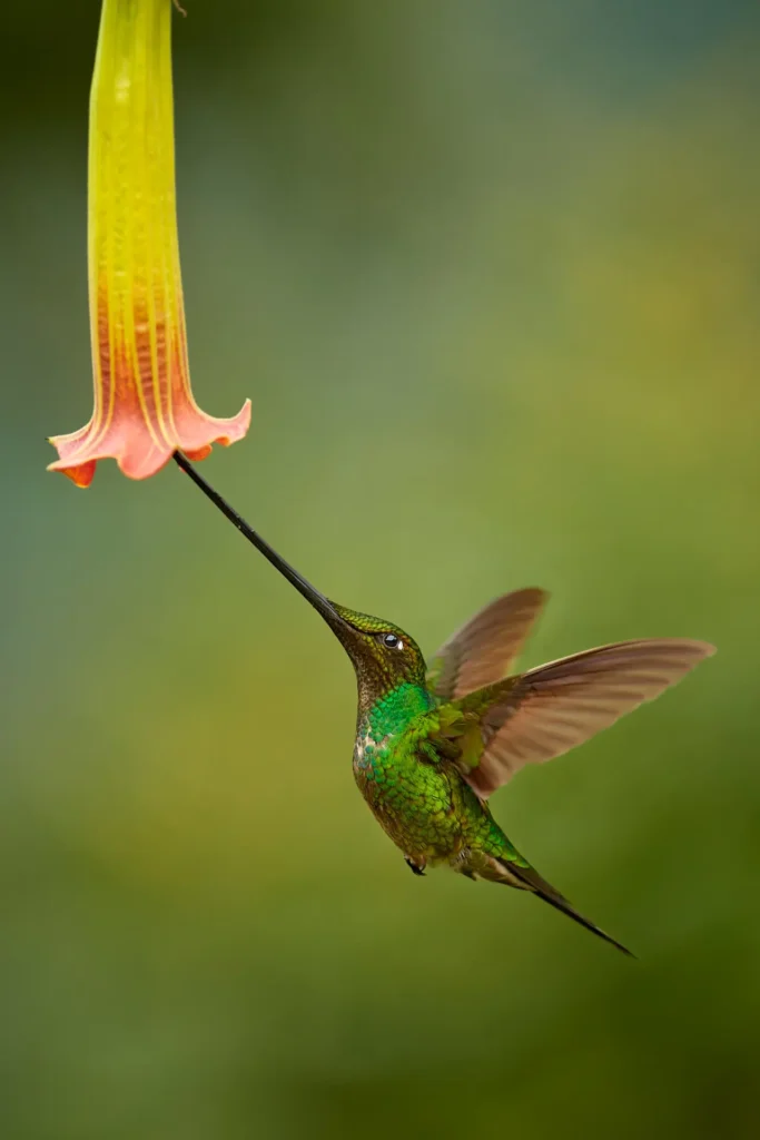 Sword-billed Hummingbird 10
