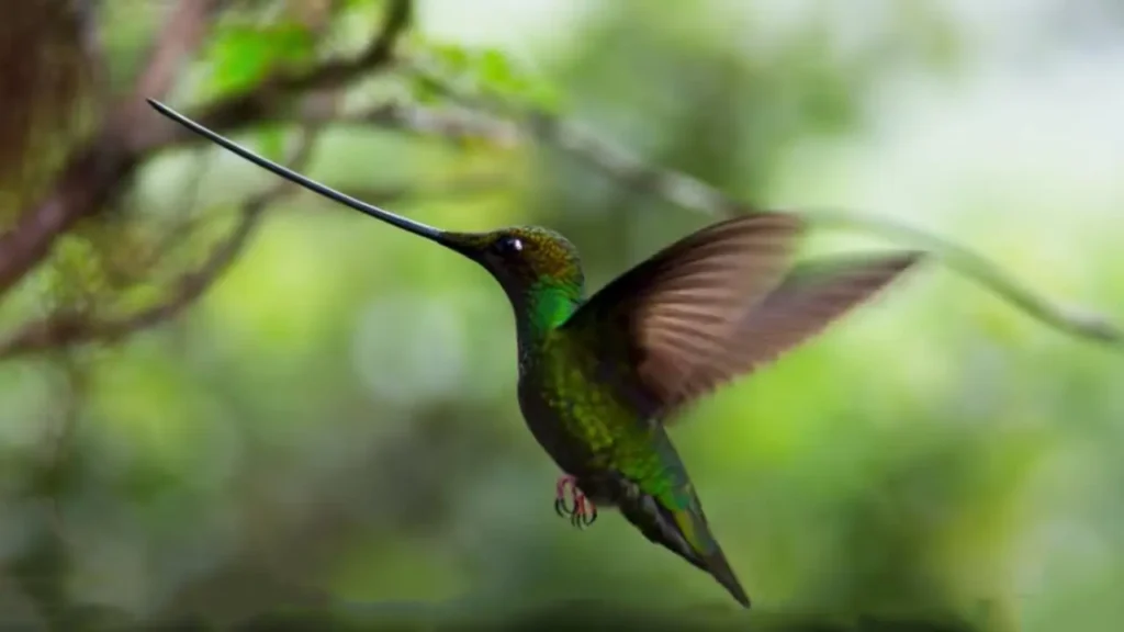 Sword-billed Hummingbird 11