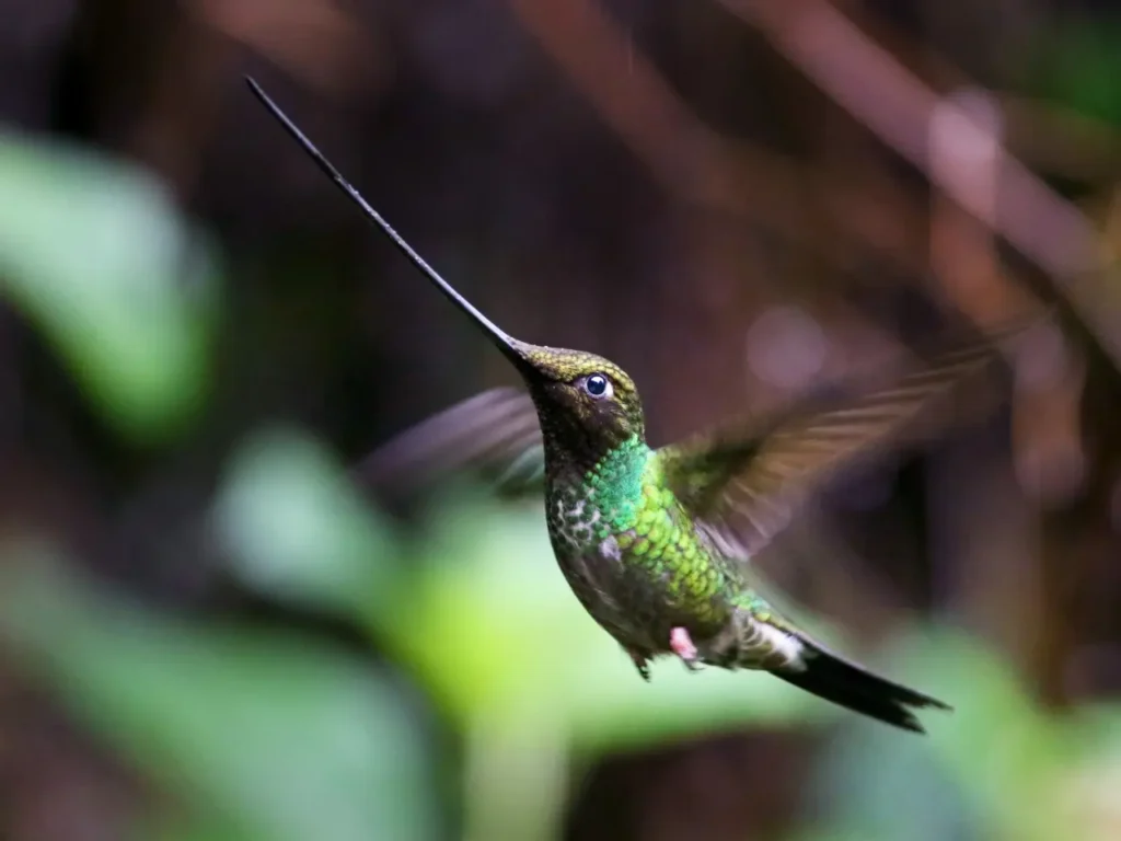 Sword-billed Hummingbird 12