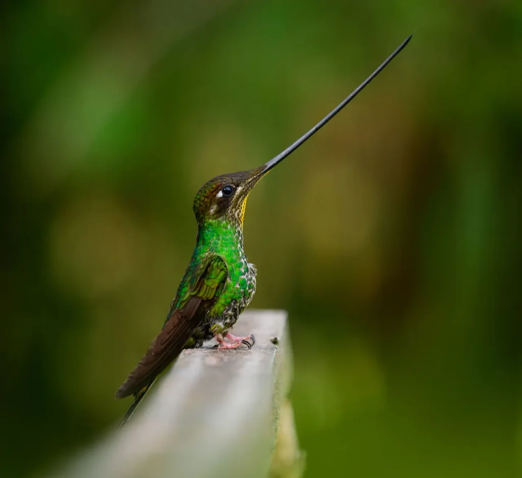 Sword-billed Hummingbird 13