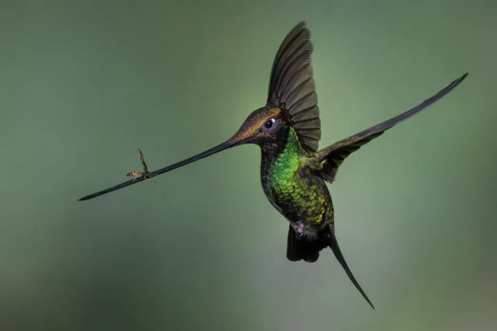 Sword-billed Hummingbird 14