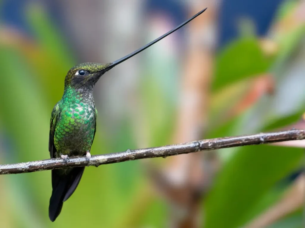 Sword-billed Hummingbird 2