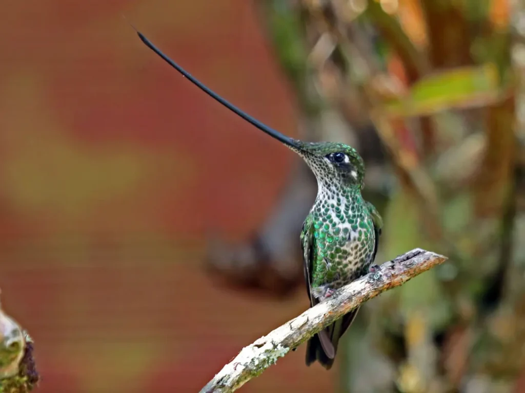 Sword-billed Hummingbird 3