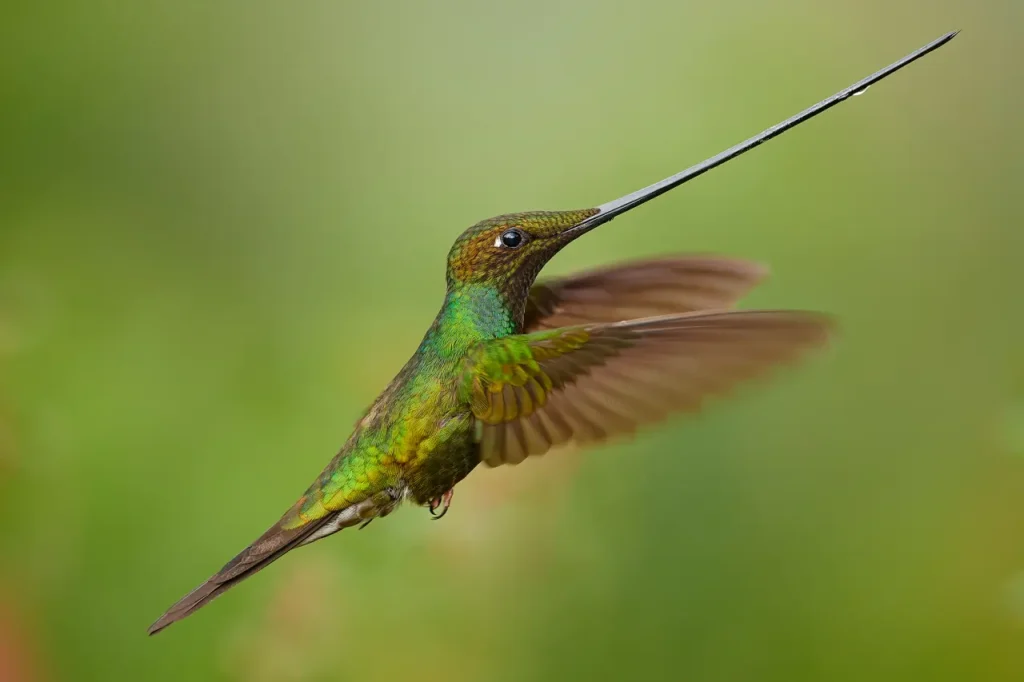 Sword-billed Hummingbird 4