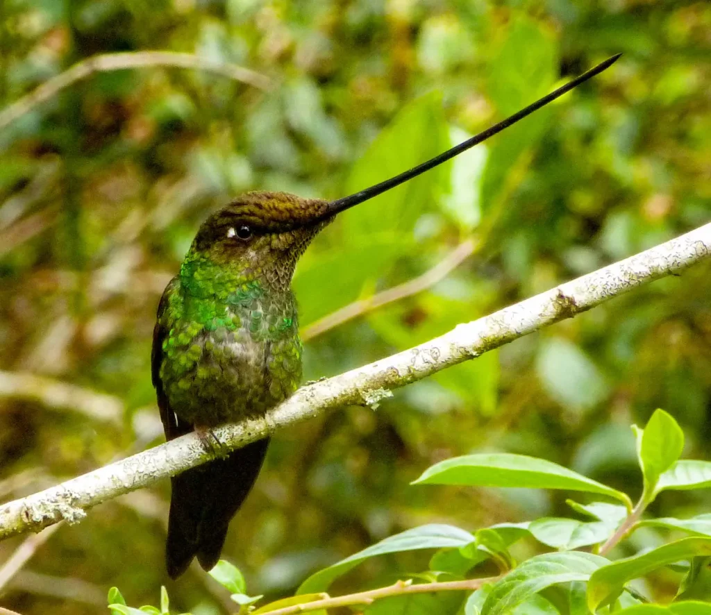 Sword-billed Hummingbird 6