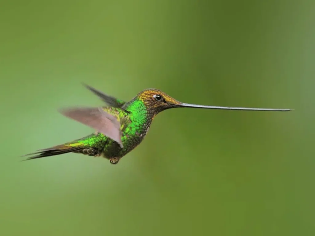 Sword-billed Hummingbird 8