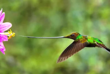 Sword-billed Hummingbird 9
