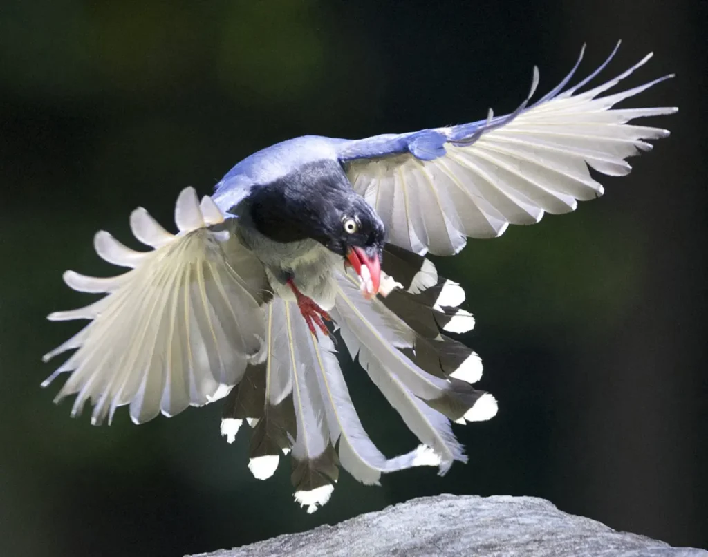 Taiwan Blue Magpie 16