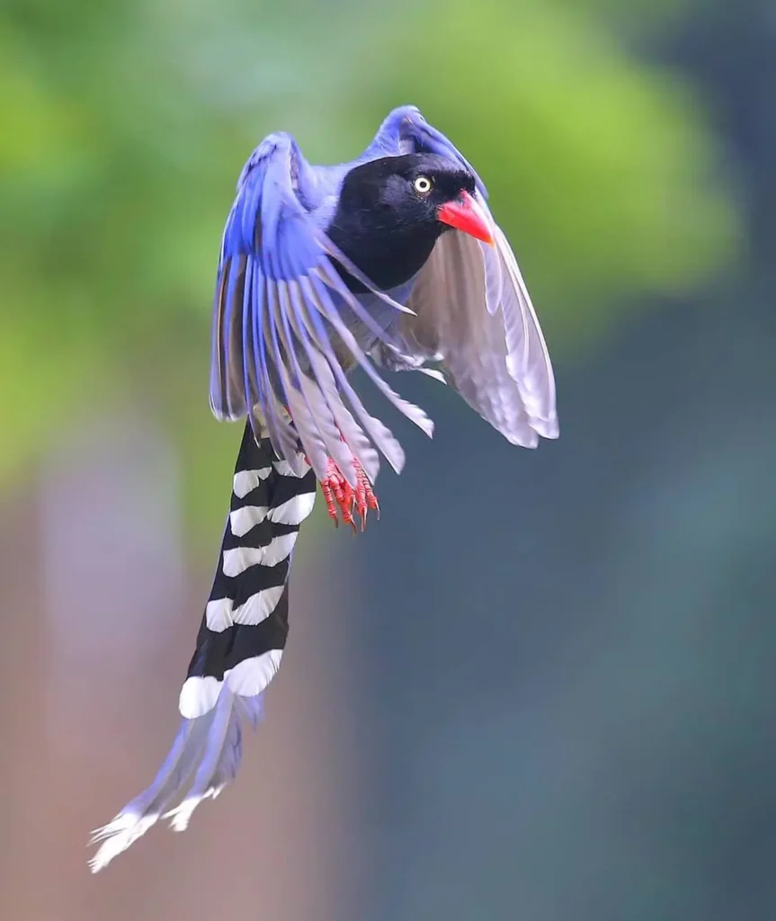 Taiwan Blue Magpie 21