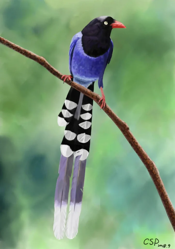 Taiwan Blue Magpie 23