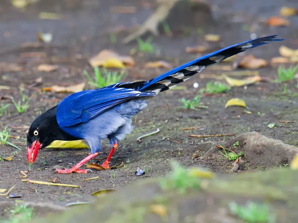 Taiwan Blue Magpie 4