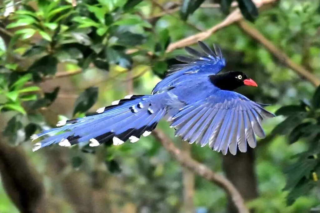 Taiwan Blue Magpie 7