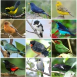 Tanager Species